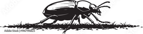 Black beetle on grass and soil insect