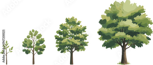 Tree growth progression set, sapling to mature tree stages, detailed green foliage canopy, natural landscape elements, isolated vector illustration for ecology and design projects