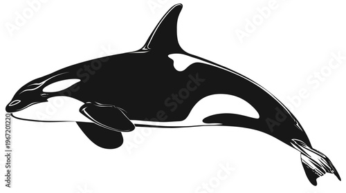 Orca whale illustration black and white depiction of marine mammal