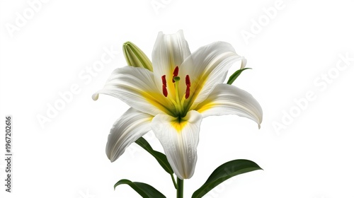 White lily flower, close-up, yellow center, green leaves, floral