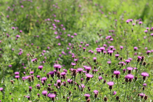 Cuadro en lienzo Common knapweed or centaurea nigra flowers in a summer meadow