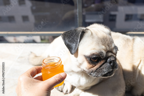 Tableau sur toile Adorable Pug with Honey Jar. Dogs and Honey Consumption Concept