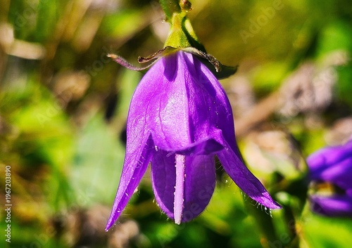 violet flower in the garden