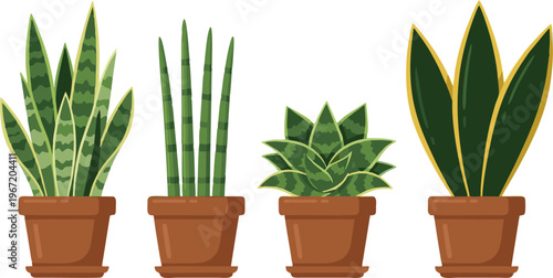 Sansevieria Snake Plant vector