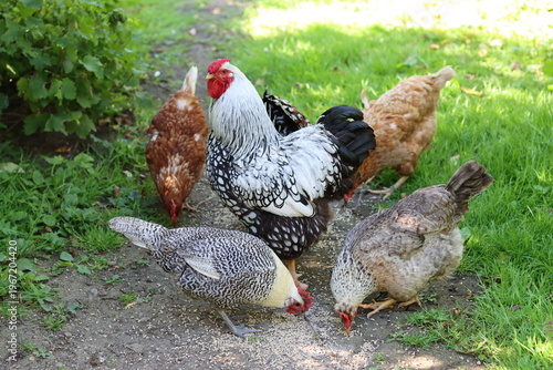 Foto Group of mixed hens pecking at seed