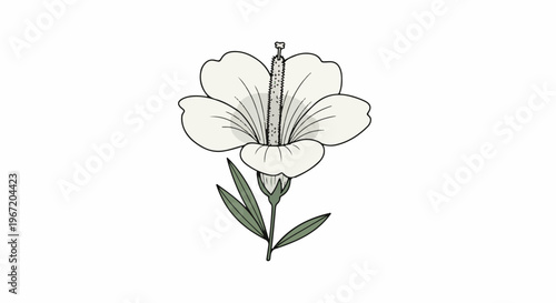 Delicate white flower with green stem and leaves, botanical illustration