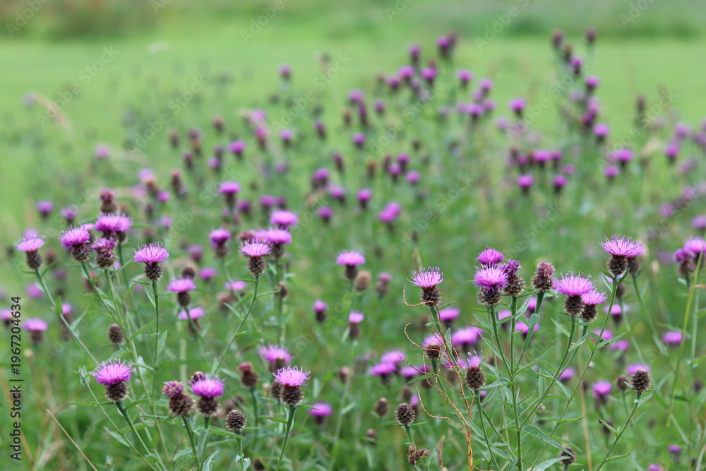 Obraz premium Common knapweed or centaurea nigra flowers in a summer meadow