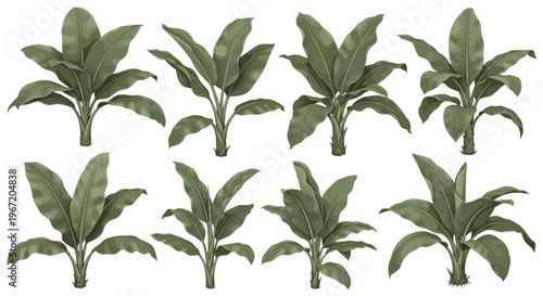 Collection of lush green banana plants with large leaves isolated on a white background, showcasing tropical foliage in various stages of growth