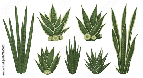 Collection of various snake plant varieties showcasing their unique leaf patterns and growth habits on a clean white background