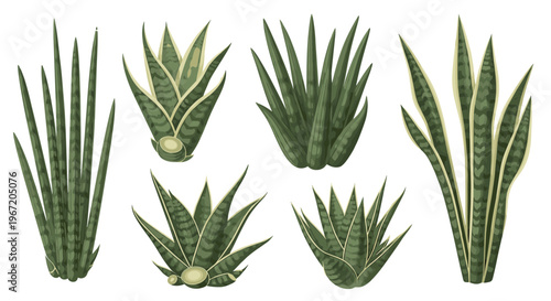 Collection of Sansevieria Plants, Also Known as Snake Plants, Featuring Tall Upright Green Leaves with Variegated Patterns on a White Background