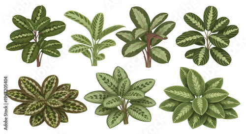 Collection of various green foliage plants with distinctive leaf patterns, isolated on a white background, botanical illustration style