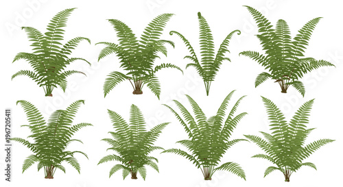 Collection of lush green fern plants in various sizes and growth stages isolated on a white background, representing nature and botanical diversity