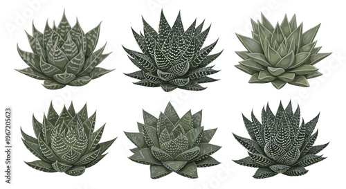 Collection of six detailed illustrations of Haworthia succulents showcasing intricate patterns and unique leaf formations on a white background