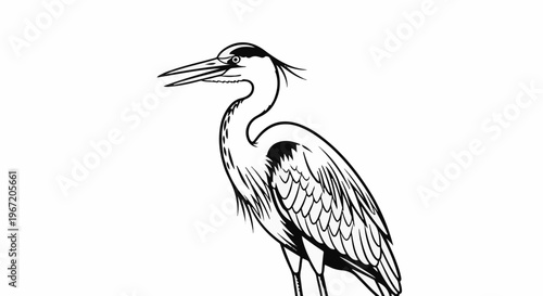 Line drawing of a great blue heron with sharp beak, distinctive crest, and detailed feathers