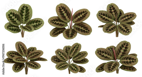 Collection of Maranta Leuconeura Prayer Plant varieties showcasing intricate leaf patterns and vibrant green foliage in a studio setting