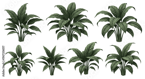 Collection of lush green potted peace lily plants isolated on a white background, elegant houseplants for home decor and interior design