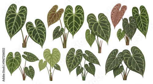 Collection of Anthurium plants showcasing diverse leaf patterns and colors, ideal for botanical illustration and home decor inspiration