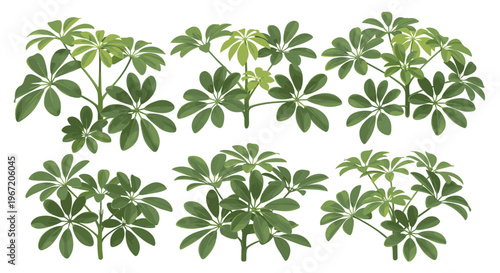 Collection of six stylized green schefflera umbrella tree illustrations isolated on white background, botanical graphic design elements