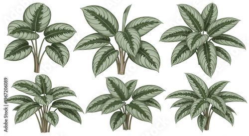 Collection of six potted houseplants with silver and green patterned leaves, isolated on white background, botanical illustration style