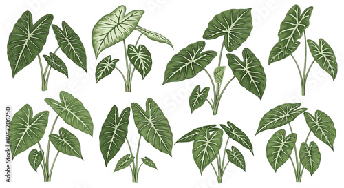 Collection of botanical illustrations of lush green alocasia plants with distinctive arrow shaped leaves and intricate vein patterns isolated on white background
