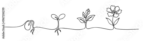 Continuous line art of plant life cycle stages from seed and sprout to flowering bloom, botanical growth evolution, Vector illustration