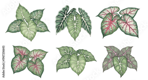 Watercolor illustrations of six different caladium plant varieties with vibrant green and pink foliage, isolated on a white background