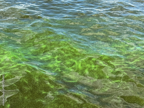 Принти на полотні Eutrophication harmful algal blooms in the water.
