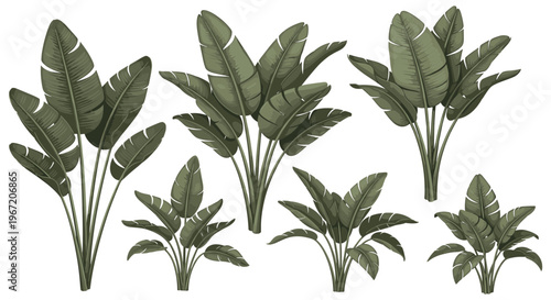 Collection of lush green banana palm leaves and plants in various sizes and arrangements, isolated on a white background, evoking tropical nature and botanical beauty.