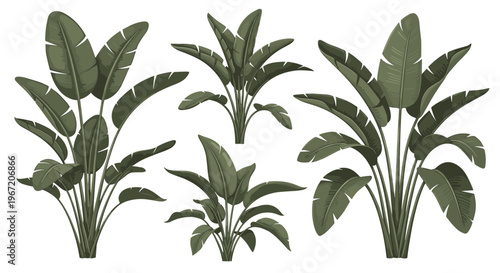 Exotic tropical banana palm leaves lush green foliage plant collection isolated on white background botanical illustration