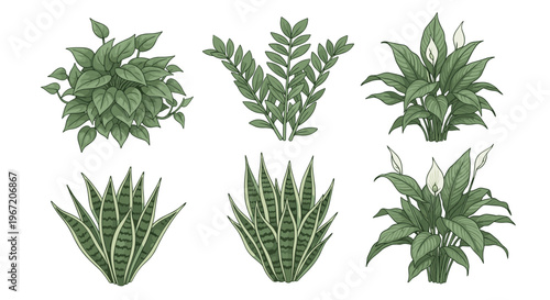 Collection of six green potted houseplants including snake plants and peace lilies, isolated on white background, botanical illustration style