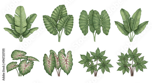 Collection of lush green tropical plants and exotic foliage varieties isolated on a white background, perfect for botanical illustrations and nature designs
