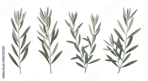 Collection of delicate green olive branches with slender leaves isolated on a clean white background, representing nature and simplicity