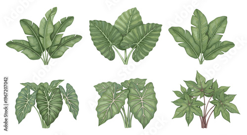 Collection of lush green tropical plant illustrations including banana leaves and elephant ear plants in watercolor style