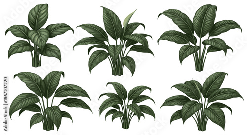 Collection of six detailed vintage botanical illustrations of lush green houseplants in various arrangements, perfect for interior design and nature-themed projects