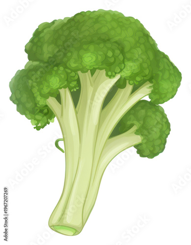 PNG Broccoli broccoli vegetable plant.