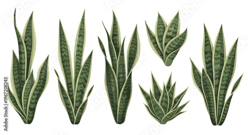 Collection of Snake Plants or Mother in Laws Tongue variety Sansevieria Trifasciata with variegated leaves isolated on white background