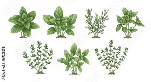 Watercolor illustration of various fresh culinary herbs including mint basil rosemary thyme and sage growing in soil isolated on white background