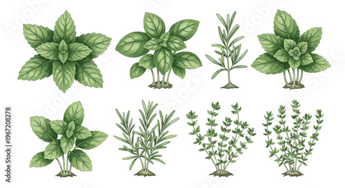 Collection of fresh green culinary herbs including basil rosemary and thyme isolated on white background