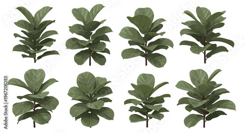 Collection of eight distinct fiddle leaf fig plants in various sizes and growth stages, isolated on a white background, perfect for interior design and botanical illustration
