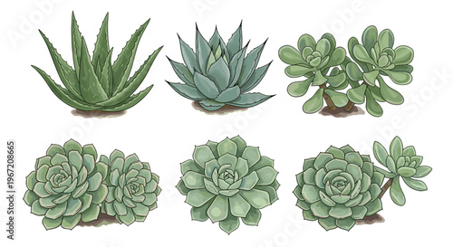 Collection of six diverse succulent plants in various shapes and sizes, hand-drawn illustration with watercolor effect, isolated on white background