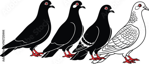 Flat Vector Illustration of Four Domestic Pigeons Standing in a Row with Three Black Birds and One White Pigeon Isolated