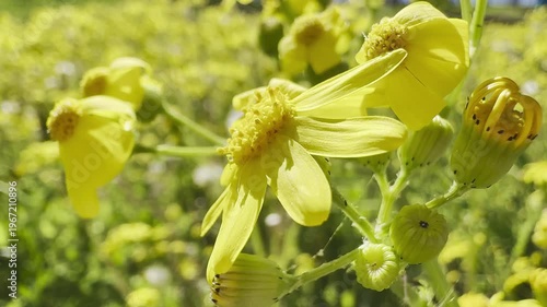 Yellow daisy. Yellow daisy in field
