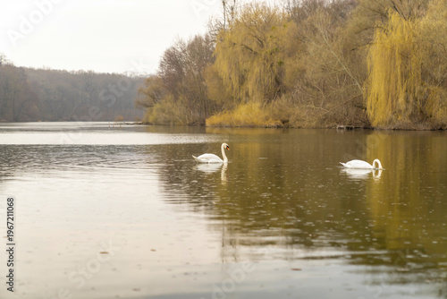 Swans swimming on calm lake with autumn trees on shoreline. Natural wildlife photography. Nature and animal behavior concept. Wide angle view with copy space