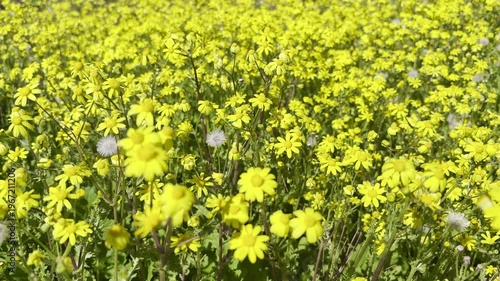 Yellow daisy. Yellow daisy in field