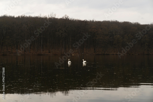 Swans swimming on calm lake with autumn trees on shoreline. Natural wildlife photography. Nature and animal behavior concept. Wide angle view with copy space