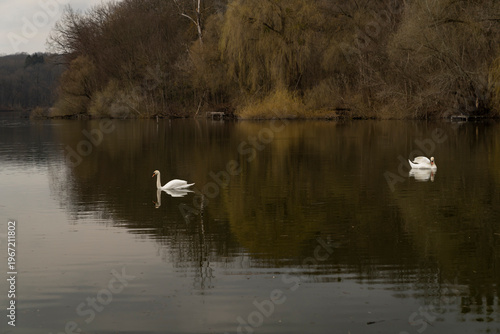 Swans swimming on calm lake with autumn trees on shoreline. Natural wildlife photography. Nature and animal behavior concept. Wide angle view with copy space