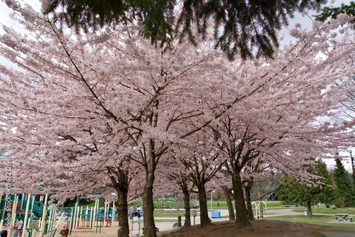 Spring has sprung in the park nearby. Cherry blossoms in full bloom!