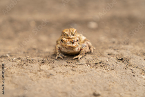 Two toads mating on sandy ground. Macro wildlife photography with shallow depth of field. Animal reproduction and mating behavior concept.
