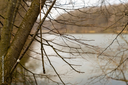 Lake surface with tree branches in foreground and reflection on water. Natural landscape photography. Nature and environment concept. Close-up view with copy space