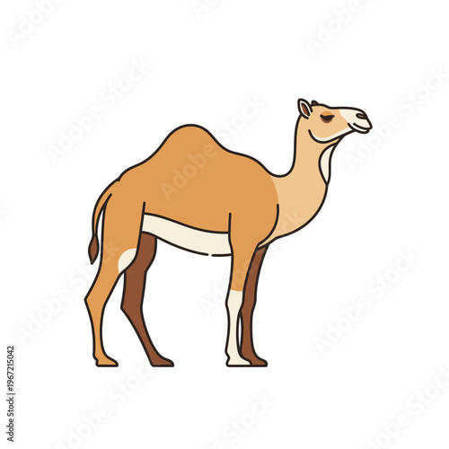 Cartoon camel illustration on white background animal wildlife vector design